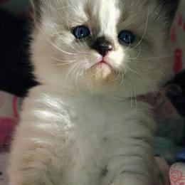 Persian Kittens Available - Seal & White in Pekin, il