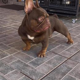 French Bulldog Rojo Micro for Stud Service in Miami, fl