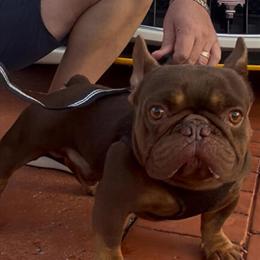 French Bulldog Stud Service Available in Miami, fl
