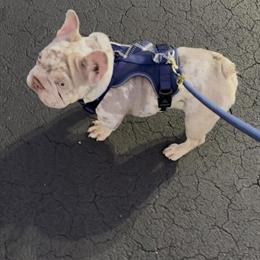 French Bulldog Merle Big Rope for Stud Service in Miami, fl