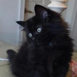 Himalayan Kittens Available for Rehoming in Pekin, il