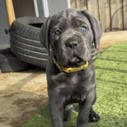 Cane Corso puppies ready for new homes in Hubbard, oh