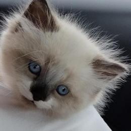 Himalayan Kittens Available in Pekin, Illinois in Pekin, il