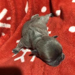 French Bulldog females ready in a couple of weeks in Grand Rapids, mi