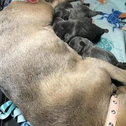 French Bulldog puppies looking for new homes in Grand Rapids, mi
