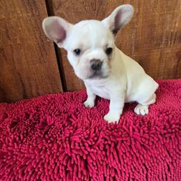 Female AKC French Bulldog Available for Adoption in Ypsilanti, mi