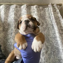 English Bulldog Puppy for Adoption from Champion Bloodline in Rochester, mi