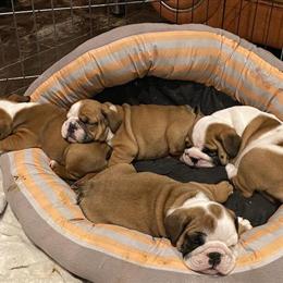 English Bulldog Purebred Puppies Available in Rochester, mi