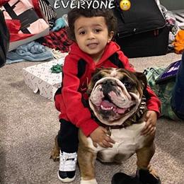 English Bulldog Stud Service Available in Rochester, mi