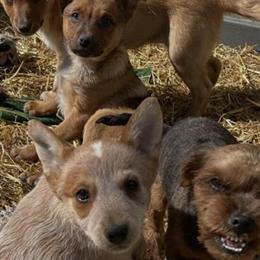 Blue Heeler Puggle Mix Looking for Forever Homes in Ypsilanti, mi