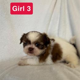 Shih Tzu Puppies Available in Liberty, ky