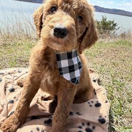 Goldendoodles for Sale in Morehead, Kentucky in Morehead, ky