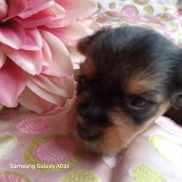 Yorkshire Terrier Puppy - Female, Ready May 5th in Williston, fl