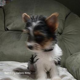 Yorkshire Terrier Puppy Available Now in Williston, fl