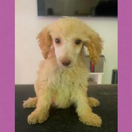 Moyen Poodles Available for Adoption in Charlotte, nc
