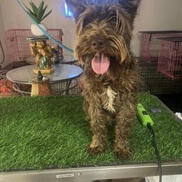 Chocolate Miniature Schnauzer Available for Stud Service in Charlotte, nc