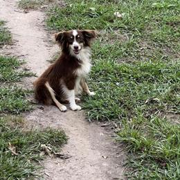 Red Tri Toy Australian Shepherd Stud Service in Charlotte, nc