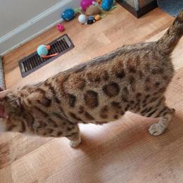 Bengal Kittens - SBT 4 Generations from Wild Cat in Winchester, va