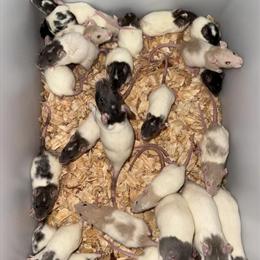 Rats and ASF Available for Quick Pickup in Columbia, sc