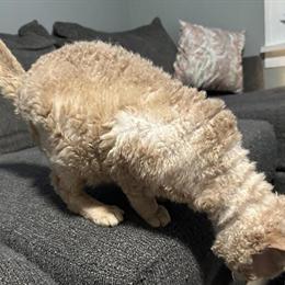 Male Devon Rex Cat Available for Adoption in Youngstown, oh