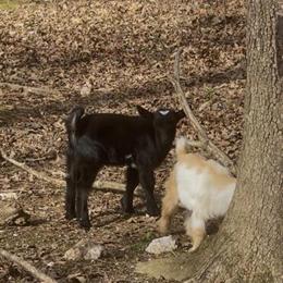 Pygmy Goats for Sale - 1 Female and 3 Males Available in Carthage, nc