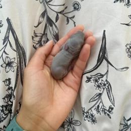 Netherland Dwarf Bunnies Available for Adoption in Louisburg, nc