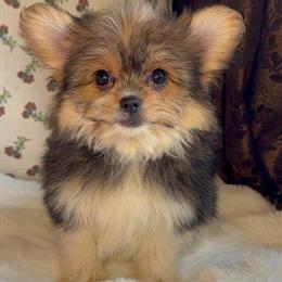 Yorkshire Terrier Pomeranian Mix Puppy Daisy for Adoption in Des Plaines, il