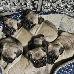 Ckc Registered Pug Puppies for Sale in Russellville, ky