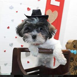 Shorkies: 1 Female and 1 Male Available in Russellville, ky