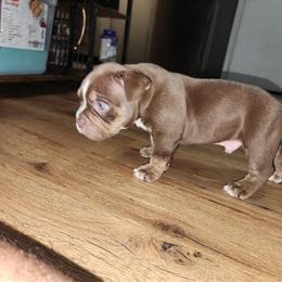 10 Week Old Registered American Bully Puppies in Sumter, sc