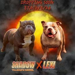 American Bully Puppies Available This Weekend in Sumter, sc