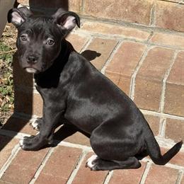 American Bully Puppies Available in Richmond, va