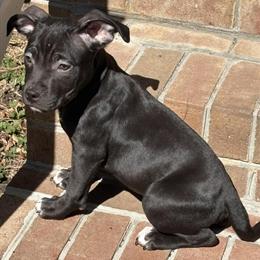 American Bully Puppies for Sale - 1 Male and 1 Female Left in Richmond, va
