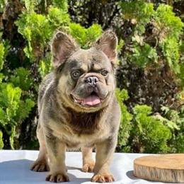 10 Month Old AKC Chocolate Merle Female French Bulldog for Rehoming in Houston, tx