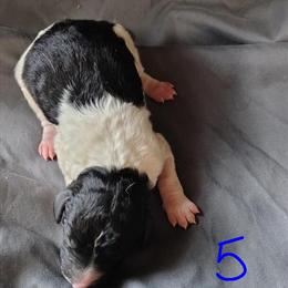 AKC Standard Parti Poodle Luca - Ready May 18th in Dover, oh