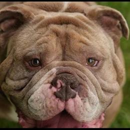 English Bulldog Stud - Lilac Merle Available for Stud in Lansing, mi
