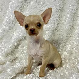 Chihuahua Puppies Available for Loving Homes in Scranton, pa