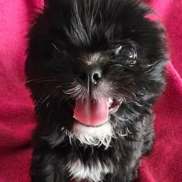 Shih Apso Female Puppy Available Now in Columbus, oh
