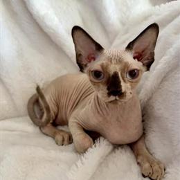 Female Sphynx Kitten Available in Scranton, pa