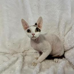 Devon Rex Kittens Available for Adoption in Scranton, pa