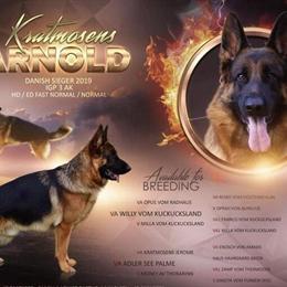 German Shepherd Stud Available for Breeding in Miami, fl