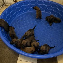 Belgian Malinois Puppies Available in Bradenton, fl