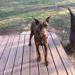European Male Doberman Available for Adoption in Winston-Salem, nc
