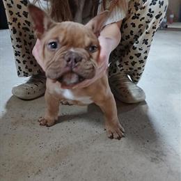 Bully puppy ready for a new home in Wisconsin Rapids, wi