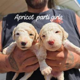 Standard Poodle Puppies for Sale in Urbana, oh