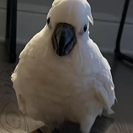 Female Umbrella Cockatoo for Adoption in Jacksonville, fl