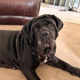 Neapolitan Mastiff Female, 3 Years Old, AKC Registered in Dayton, oh
