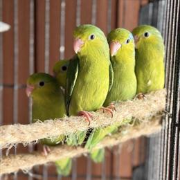 Parrotlets for Adoption in Chicago, il