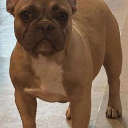 Merle Female French Bulldog for Adoption in Augusta, ga