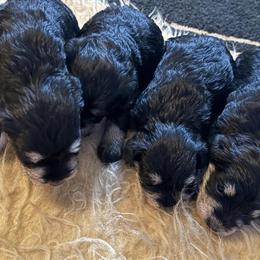 Miniature Schnauzer Puppies Available in Urbana, oh